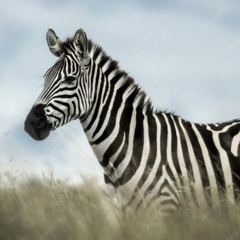 zebra - Copy